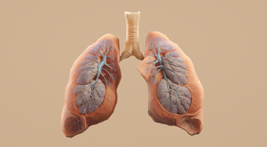 a healthy lung
